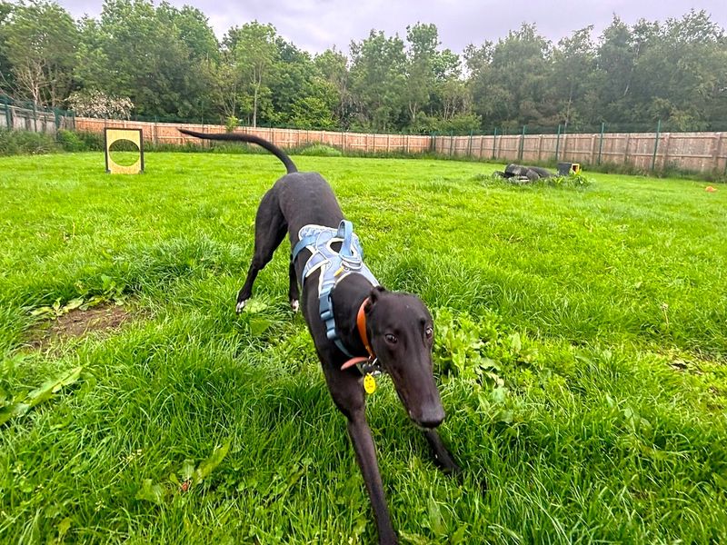 Layton Longlegs | Greyhound | West Calder (Edinburgh) - 6