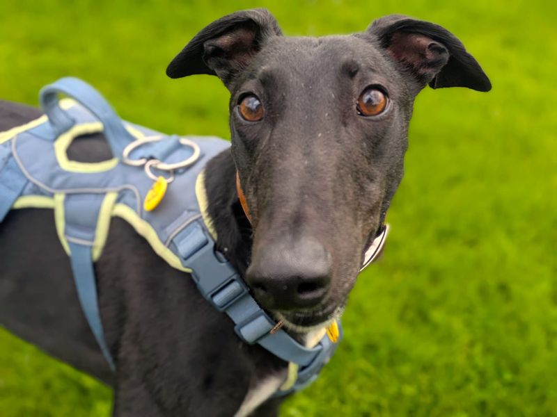 Layton Longlegs | Greyhound | West Calder (Edinburgh) - 13