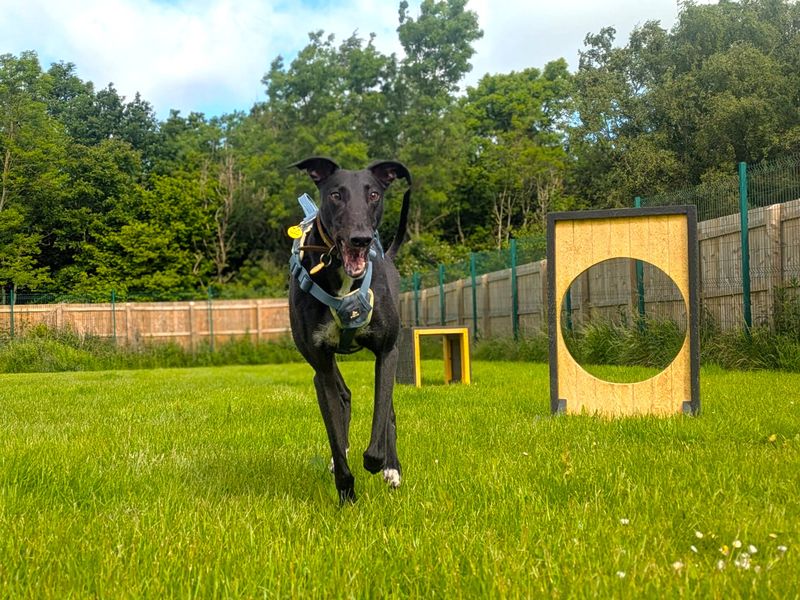 Layton Longlegs | Greyhound | West Calder (Edinburgh) - 4
