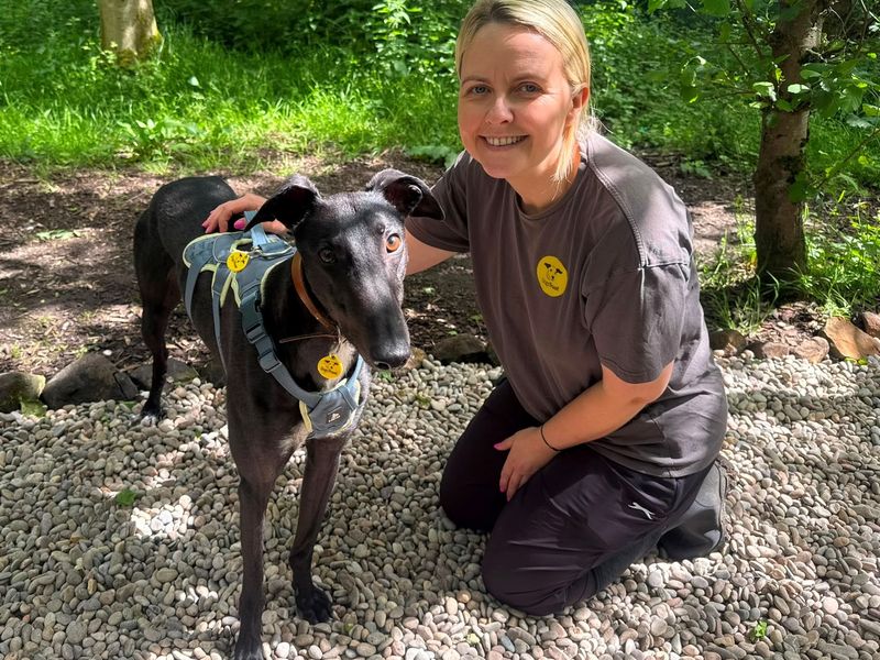 Layton Longlegs | Greyhound | West Calder (Edinburgh) - 8