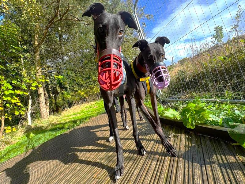 Layton Longlegs | Greyhound | West Calder (Edinburgh) - 9