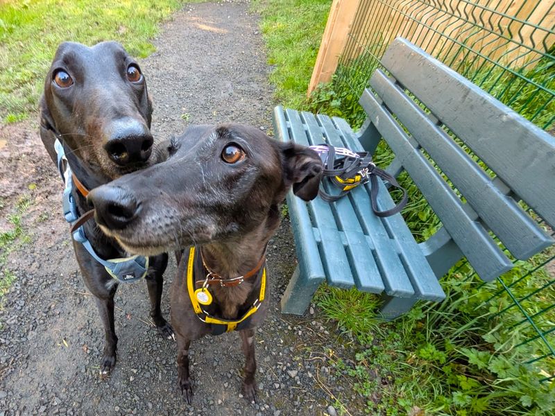 Layton Longlegs | Greyhound | West Calder (Edinburgh) - 15