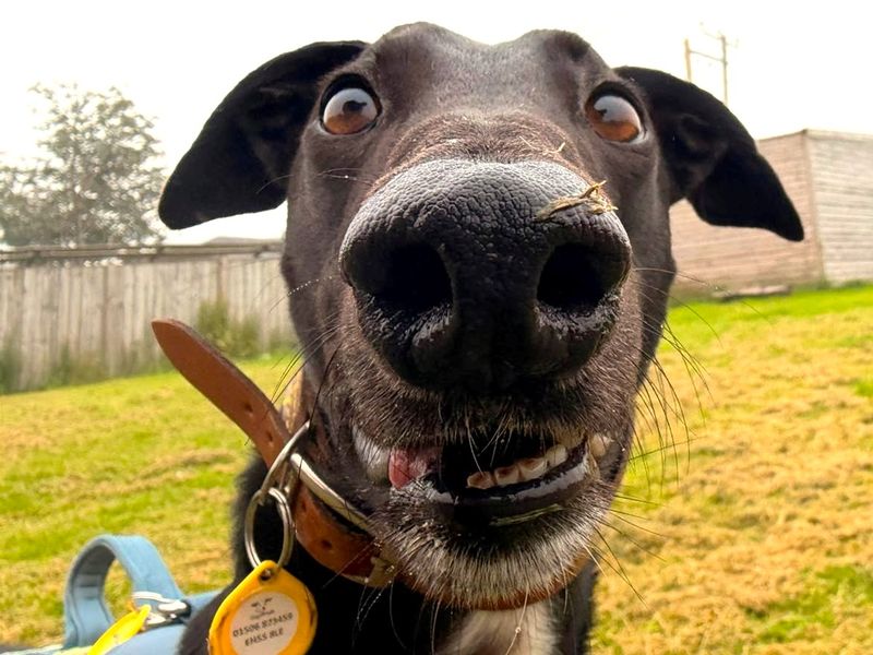 Layton Longlegs | Greyhound | West Calder (Edinburgh) - 10