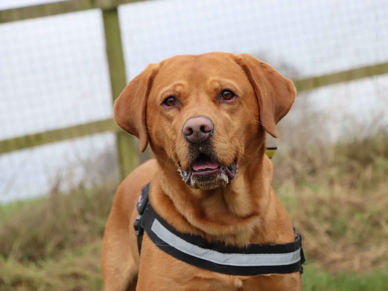 Otis | Retriever (Labrador) | Darlington - 1