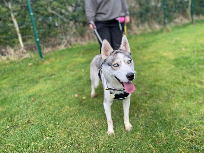 Pepper - Image 3 of 3