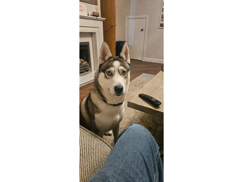 Pepper - Image 2 of 3