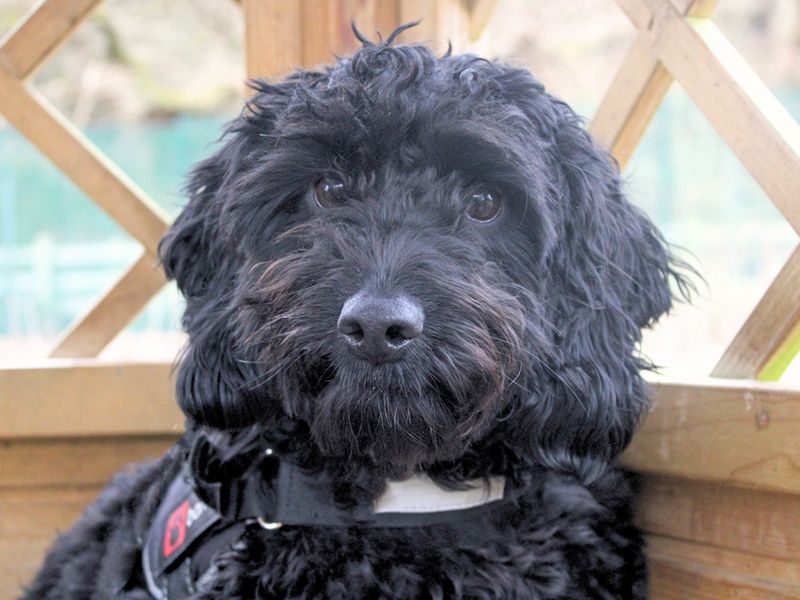 Cocker Spaniel for adoption in Liverpool, Merseyside – 1 year old - Image 2 of 3