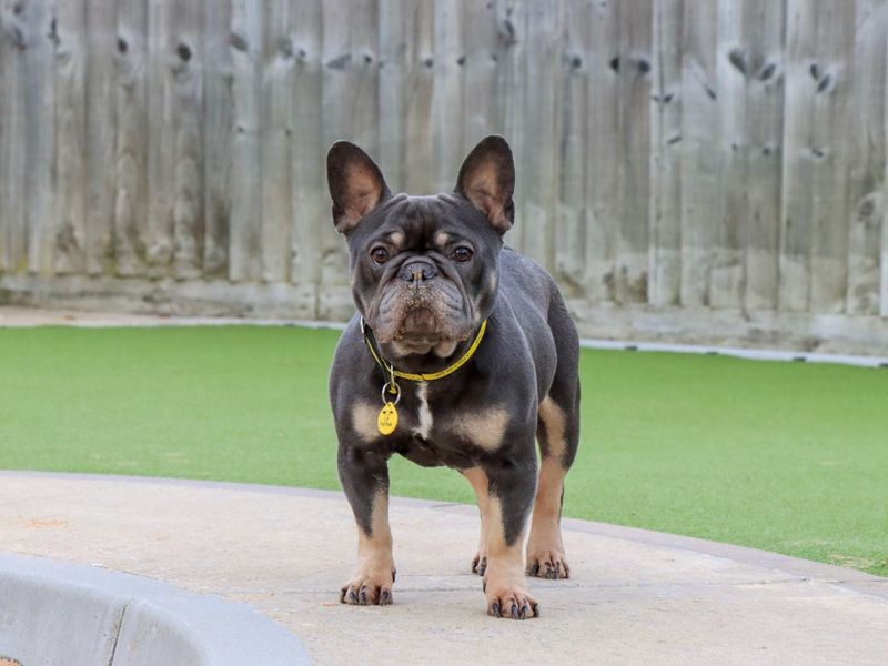 Pierre - Image 6 of 7