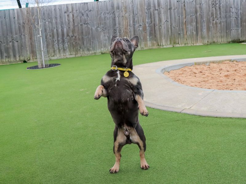 Pierre - Image 4 of 7