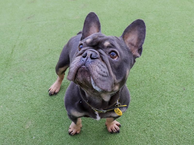 Pierre - Image 2 of 7