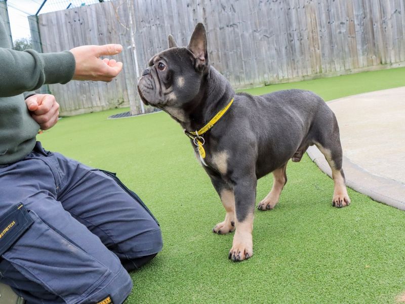 Pierre - Image 5 of 7