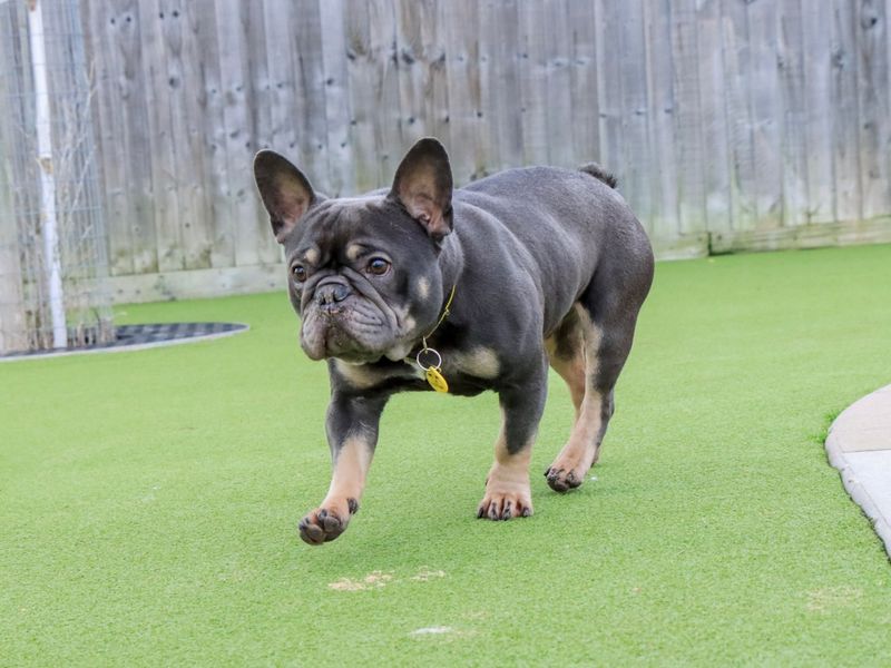 Pierre - Image 7 of 7