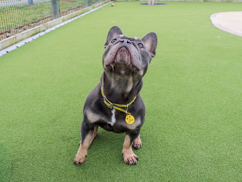 French Bulldog Dogs And Puppies For Adoption