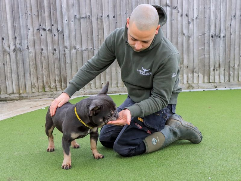 Pierre - Image 3 of 7