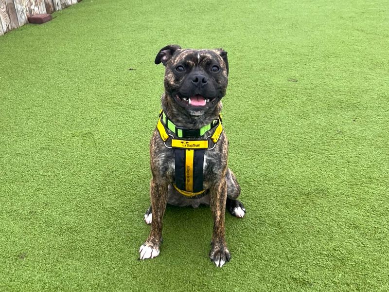 Staffordshire Bull Terrier for adoption in Uxbridge, London – 1 year old - Image 2 of 2
