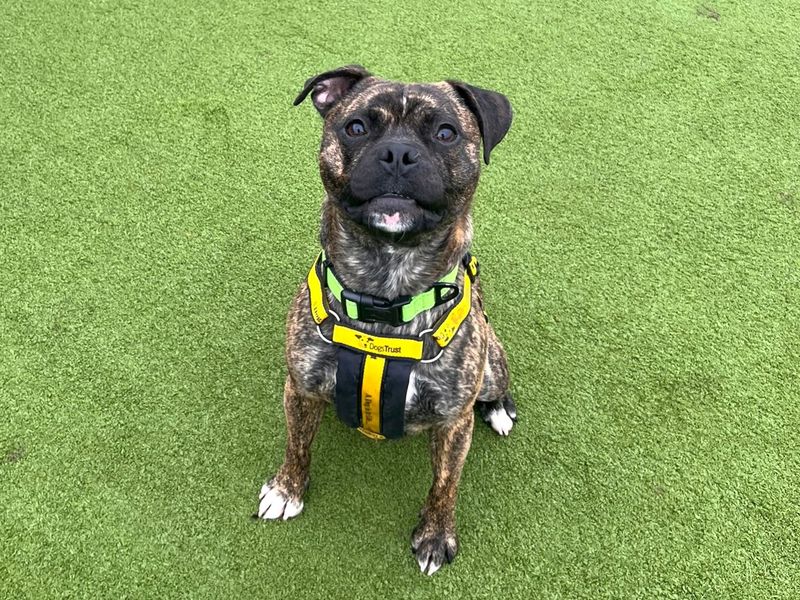 Pug Dogs And Puppies For Adoption