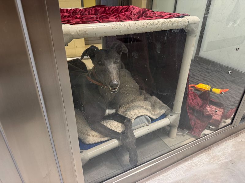 Ted | Greyhound | Basildon (Essex) - 1