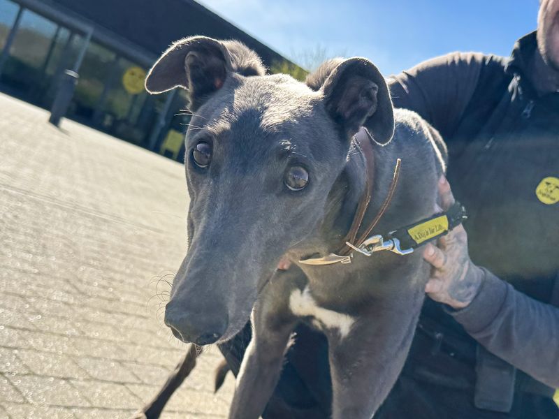 Ted | Greyhound | Basildon (Essex) - 1