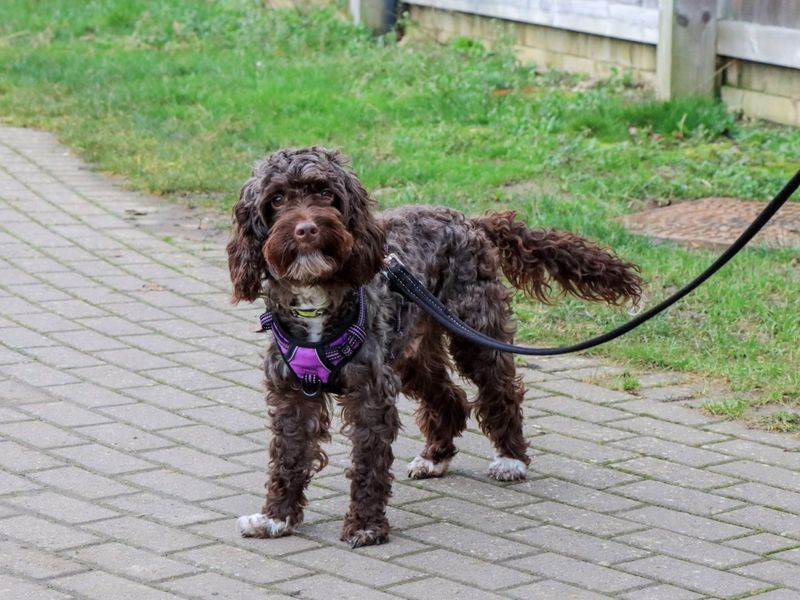Cocker Spaniel for adoption in Evesham, Worcestershire – 2 years old - Image 6 of 7