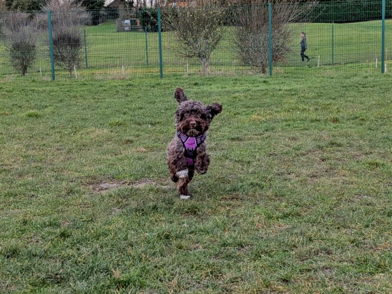 Cocker Spaniel for adoption in Evesham, Worcestershire – 2 years old - Image 2 of 7