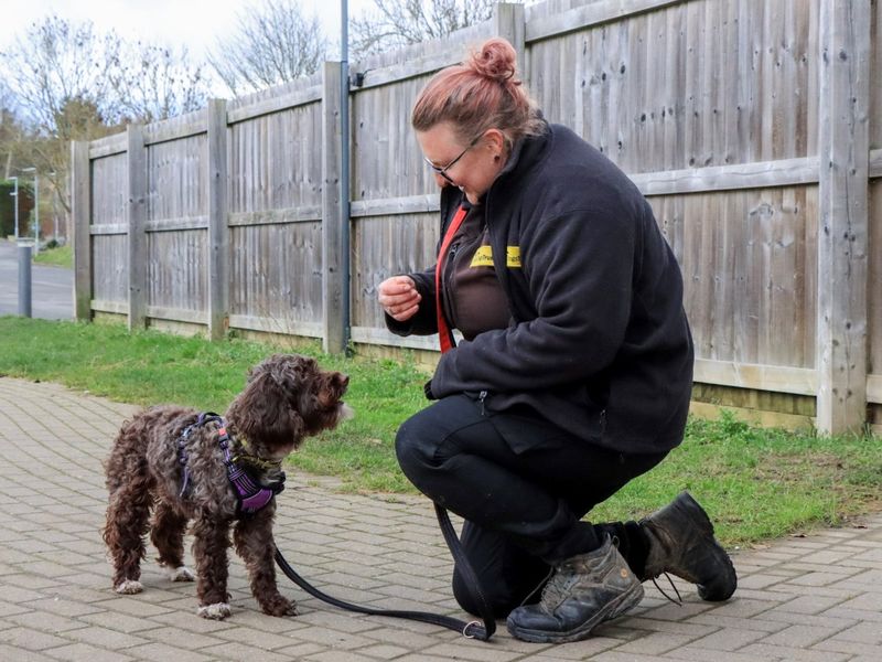 Poodle Dogs And Puppies For Adoption