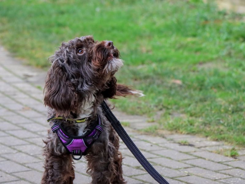 Cocker Spaniel for adoption in Evesham, Worcestershire – 2 years old - Image 5 of 7