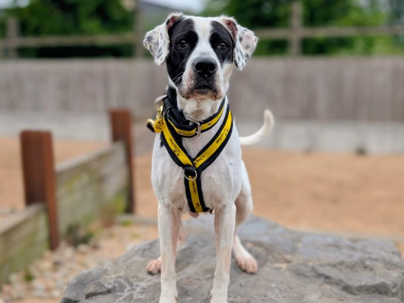 undefined | Boxer Cross | undefined - 8