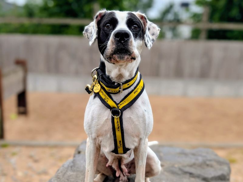 undefined | Boxer Cross | undefined - 5
