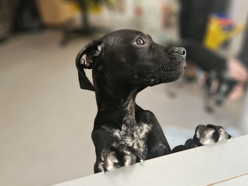 Holly - Image 2 of 2