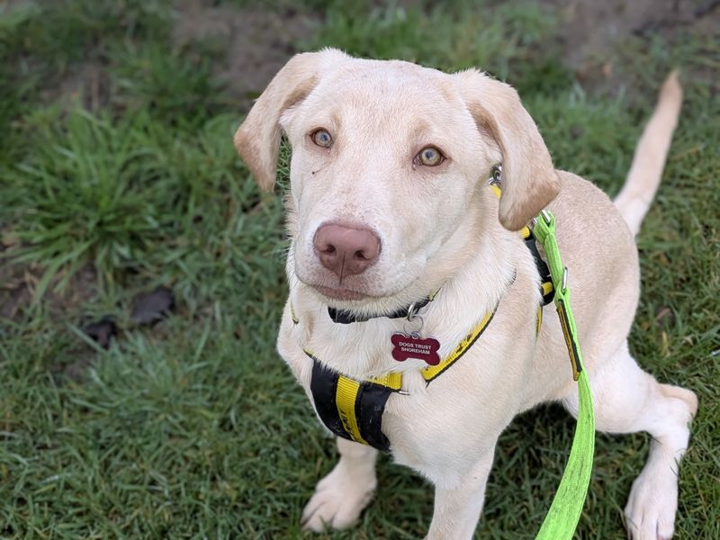 Belle, a Unknown old female Unknown available for adoption from Dogs Trust in Shoreham, West Sussex