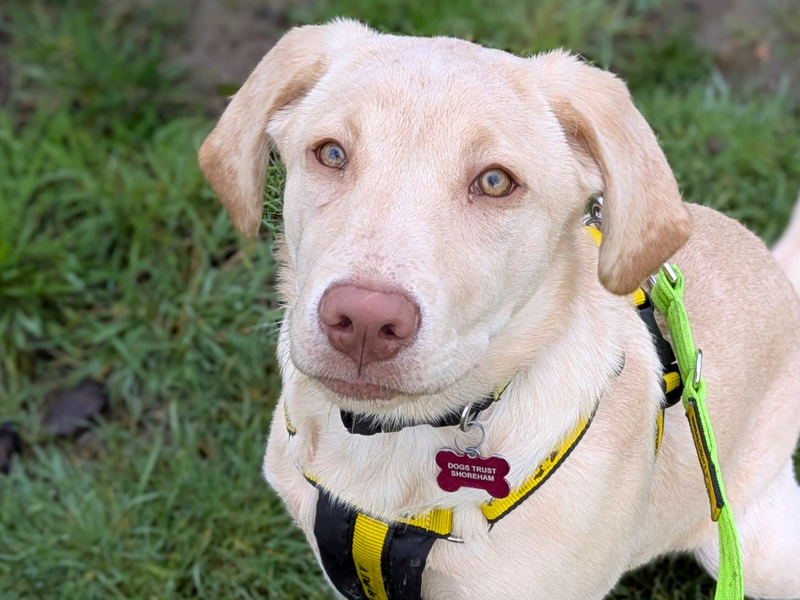 Belle, a Unknown old female Unknown available for adoption from Dogs Trust in Shoreham, West Sussex