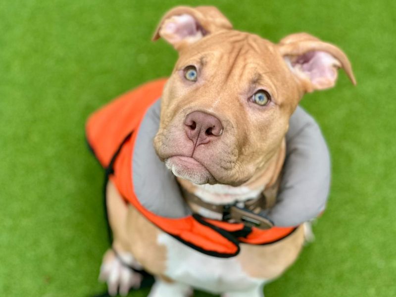 Staffordshire Bull Terrier for adoption in Chestfield, Kent – 4 months old