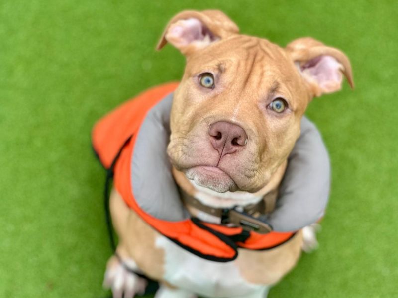 Staffordshire Bull Terrier for adoption in Chestfield, Kent – 5 months old - Image 3 of 3