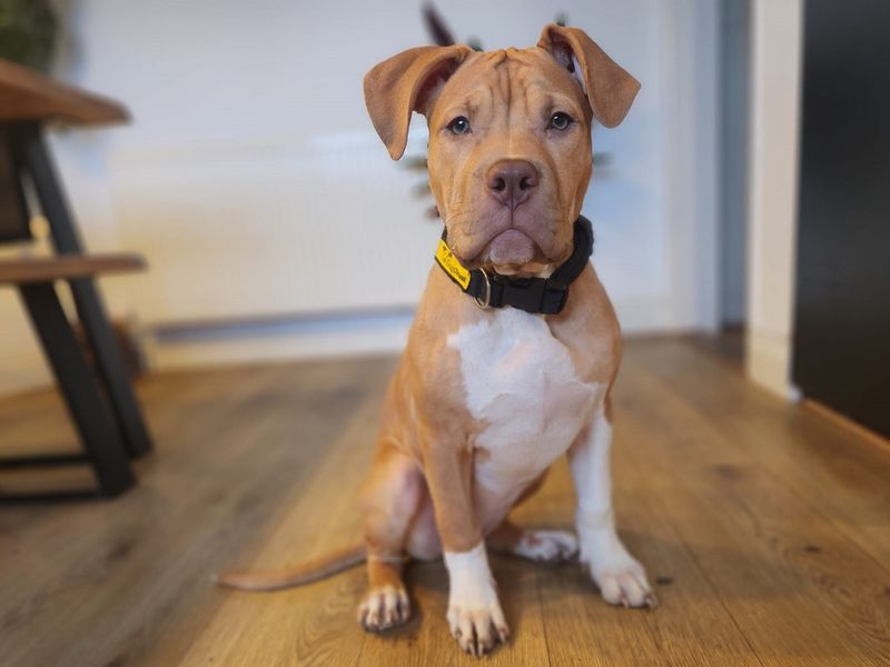 Staffordshire Bull Terrier for adoption in Chestfield, Kent – 5 months old - Image 2 of 3