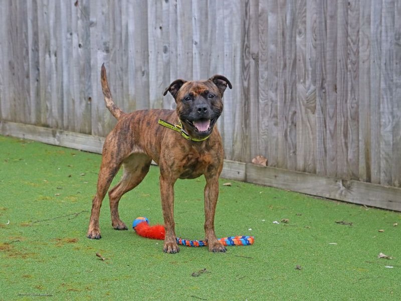 Toast - Image 2 of 2