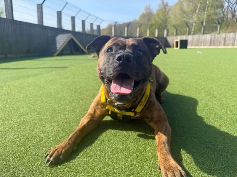 Toast | Terrier (Staffordshire Bull) | Glasgow - 4