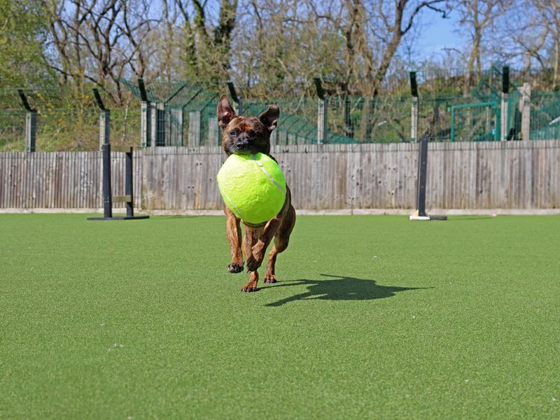 Toast | Terrier (Staffordshire Bull) | Glasgow - 2