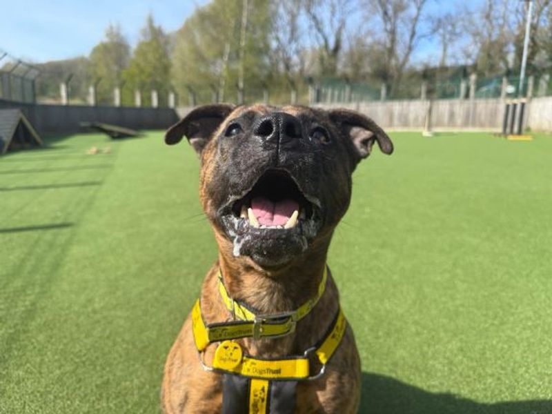 Toast | Terrier (Staffordshire Bull) | Glasgow - 3