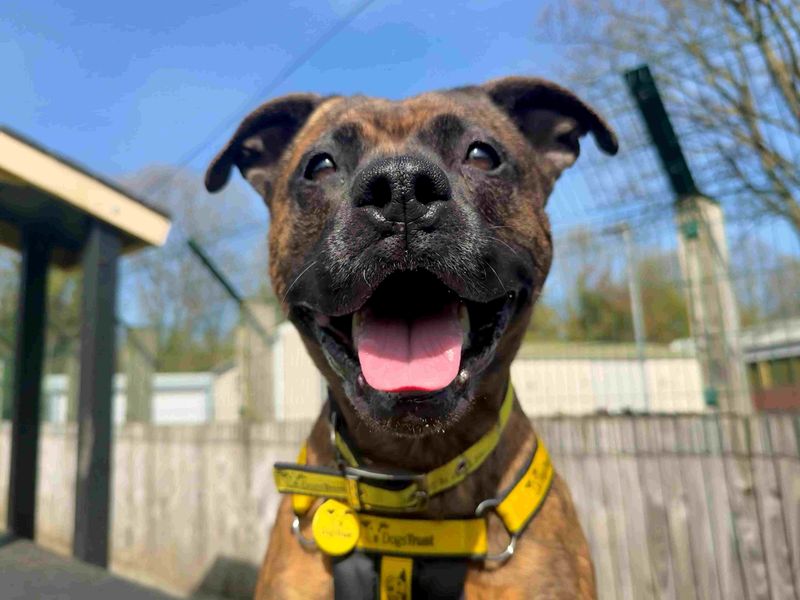 Toast | Terrier (Staffordshire Bull) | Glasgow - 5
