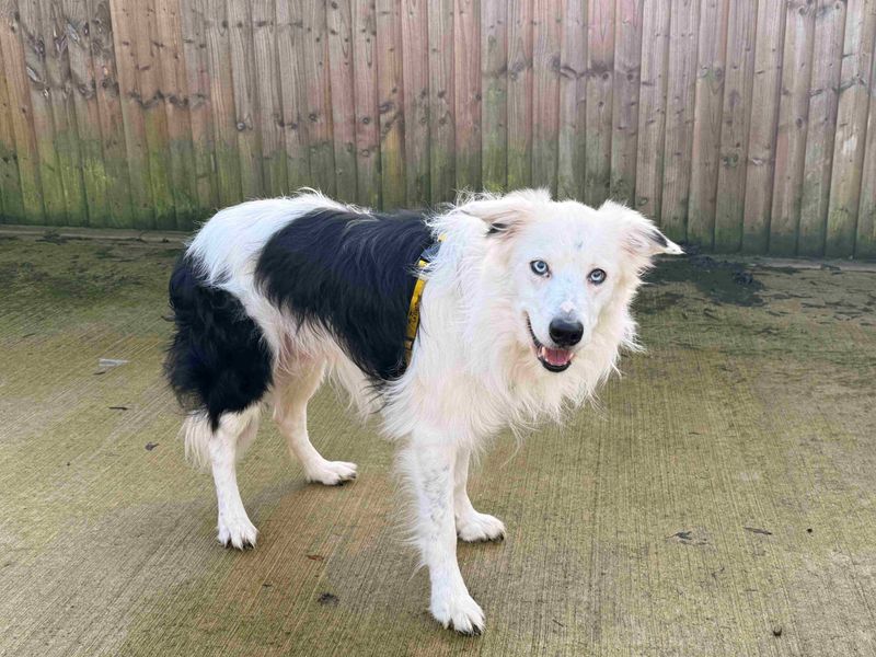 Border Collie for adoption in Wymeswold, Leicestershire – 4 years old - Image 2 of 3