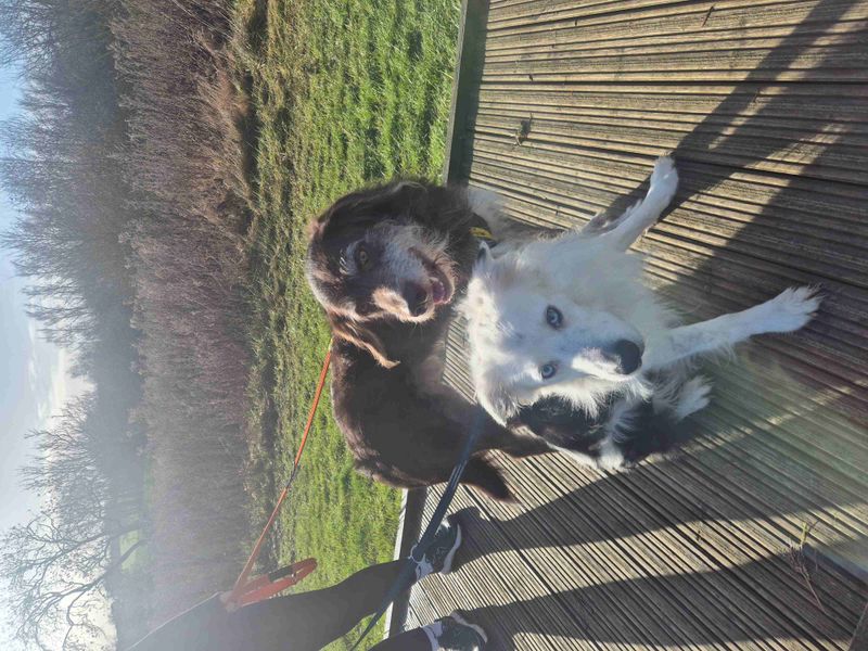 Border Collie for adoption in Wymeswold, Leicestershire – 9 years old
