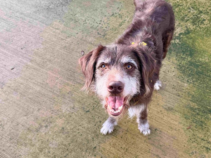 Border Collie for adoption in Wymeswold, Leicestershire – 9 years old - Image 3 of 3