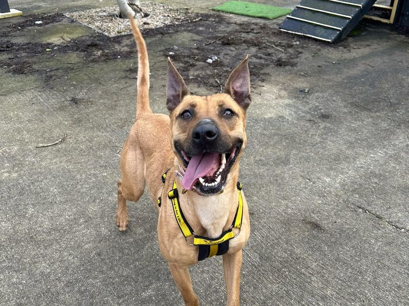 Cora, a 4 years old female Lurcher available for adoption from Dogs Trust in Harefield, Greater London