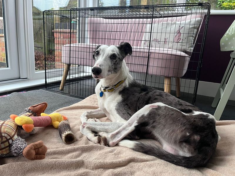 Mr Blue, a 6 years old male Lurcher available for adoption from Dogs Trust in Kenilworth, Warwickshire