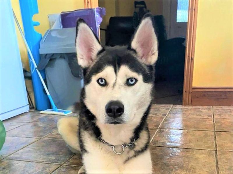 Siberian Husky for adoption in Mid Glamorgan, Wales – 6 years old
