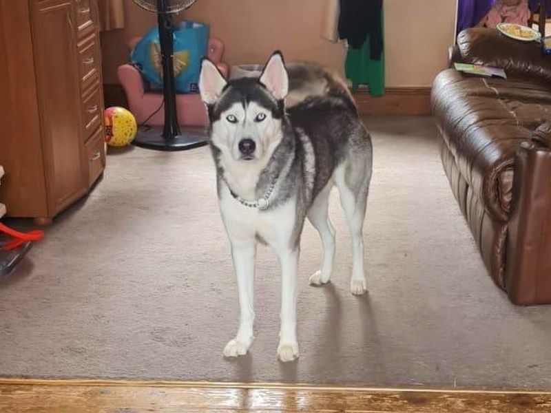 Siberian Husky for adoption in Rhondda Cynon Taf – 6 years old - Image 2 of 4