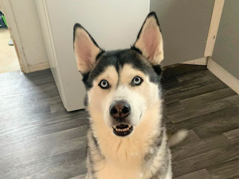 Siberian Husky for adoption in Rhondda Cynon Taf – 6 years old - Image 4 of 4