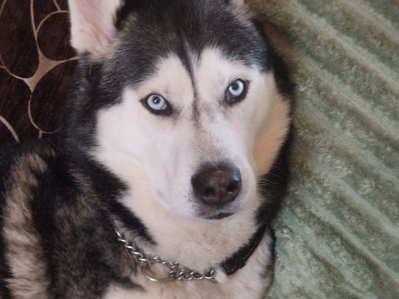 James | Siberian Husky | Bridgend (Wales) - 6