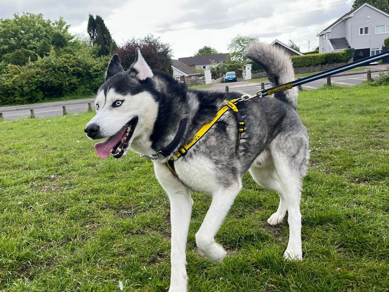 James | Siberian Husky | Bridgend (Wales) - 1