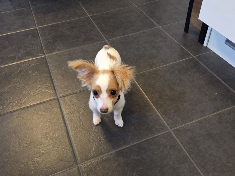 Buddy - Image 2 of 4